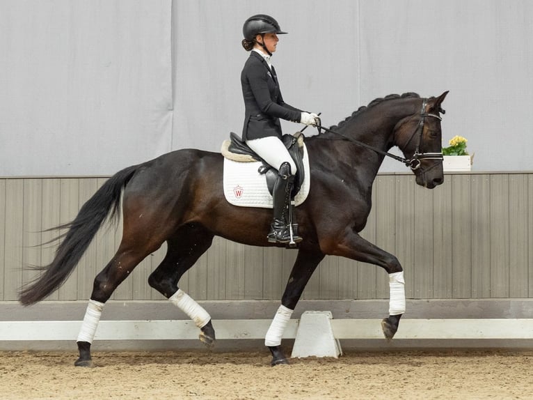 Westfaliano Caballo castrado 4 años 168 cm Castaño in Münster-Handorf