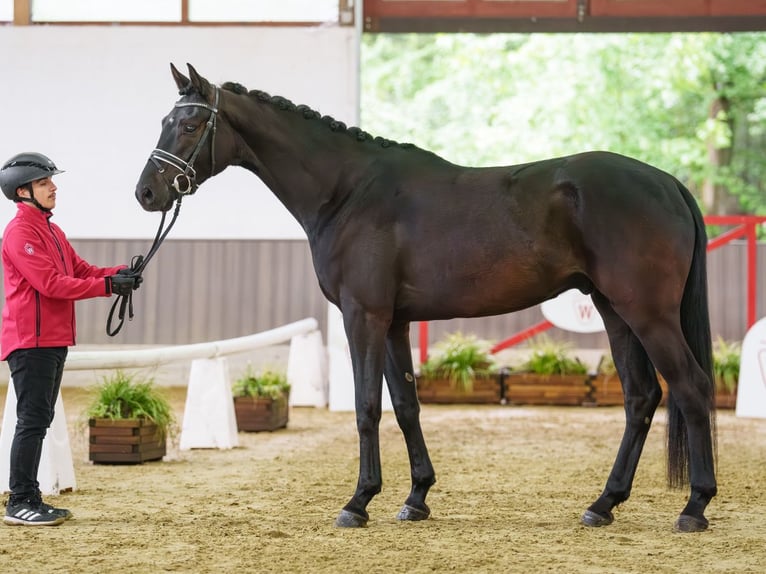 Westfaliano Caballo castrado 4 años 168 cm Castaño in Münster-Handorf