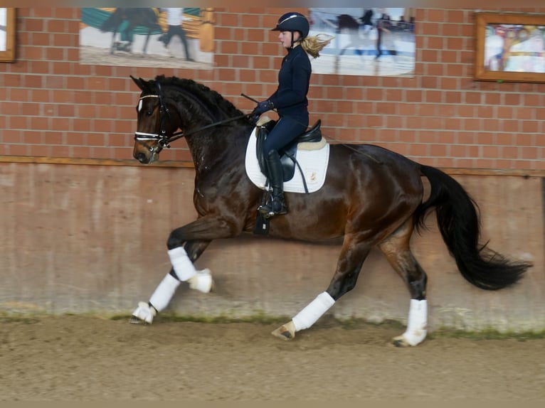 Westfaliano Caballo castrado 4 años 168 cm Castaño in Paderborn