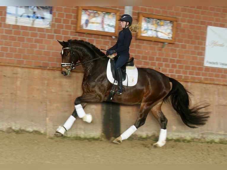 Westfaliano Caballo castrado 4 años 168 cm Castaño in Paderborn