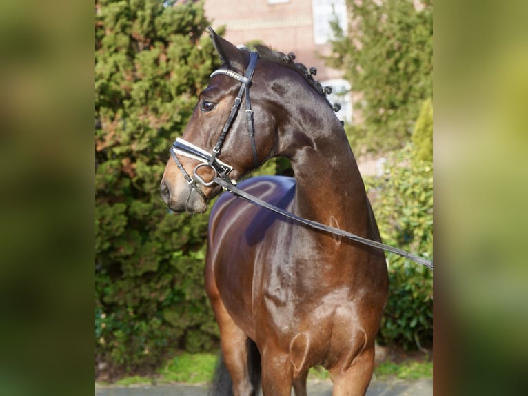 Westfaliano Caballo castrado 4 años 168 cm Castaño in Paderborn