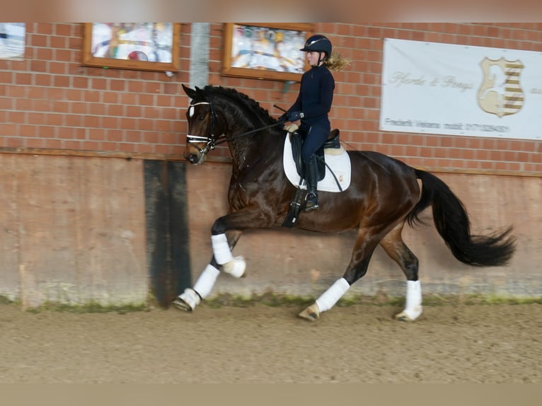 Westfaliano Caballo castrado 4 años 168 cm Castaño in Paderborn