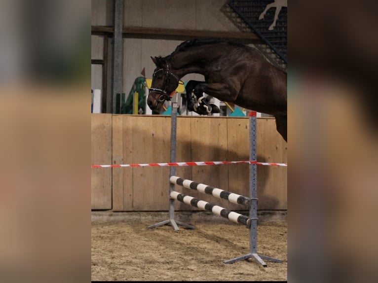 Westfaliano Caballo castrado 4 años 168 cm Castaño in Schermbeck