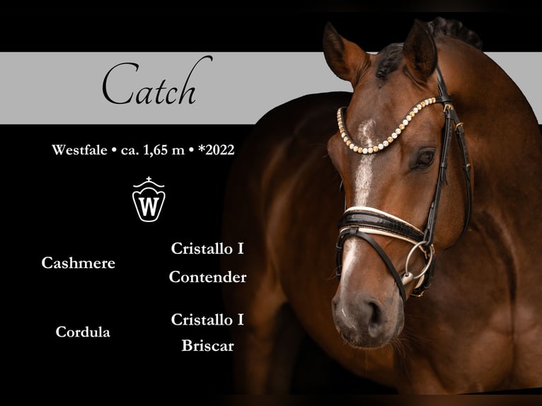 Westfaliano Caballo castrado 4 años 168 cm Castaño oscuro in Wehringen