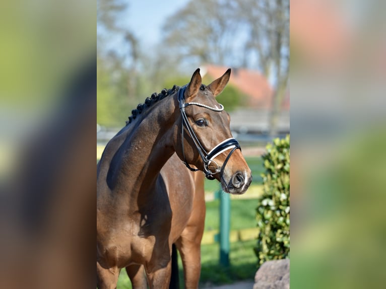 Westfaliano Caballo castrado 4 años 168 cm Castaño oscuro in Vechta