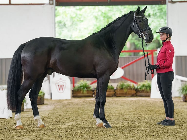 Westfaliano Caballo castrado 4 años 168 cm Morcillo in Münster-Handorf