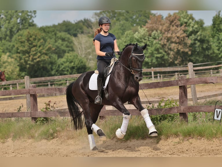Westfaliano Caballo castrado 4 años 168 cm Morcillo in Saerbeck