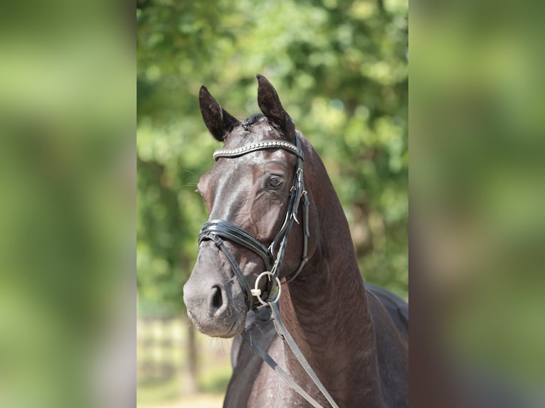 Westfaliano Caballo castrado 4 años 168 cm Morcillo in Saerbeck