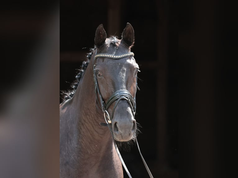 Westfaliano Caballo castrado 4 años 168 cm Morcillo in Saerbeck