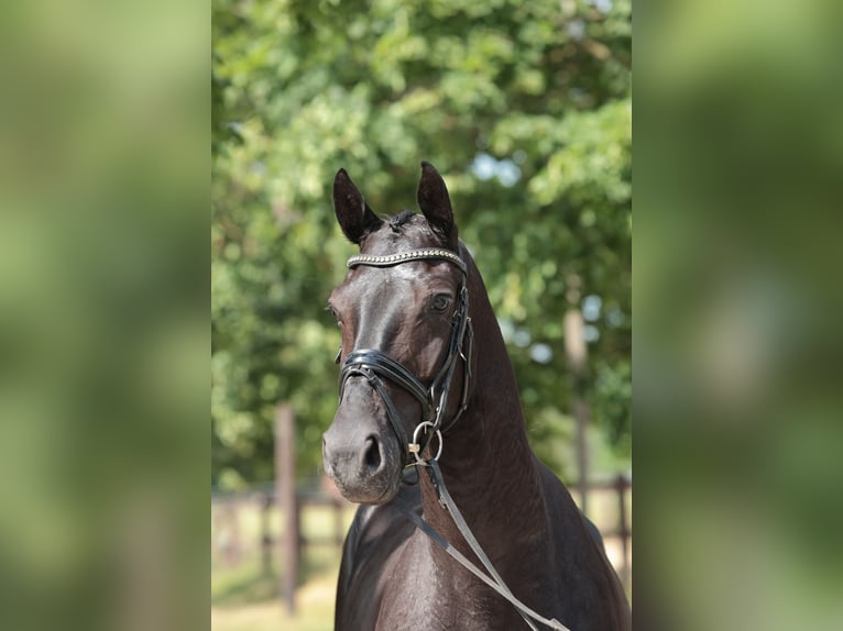 Westfaliano Caballo castrado 4 años 168 cm Morcillo in Saerbeck