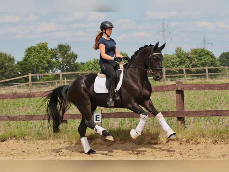 Westfaliano Caballo castrado 4 años 168 cm Morcillo in Saerbeck