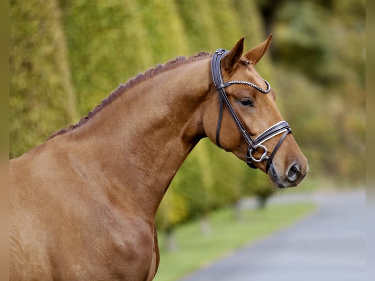 Westfaliano Caballo castrado 4 años 169 cm Alazán in Steinfurt