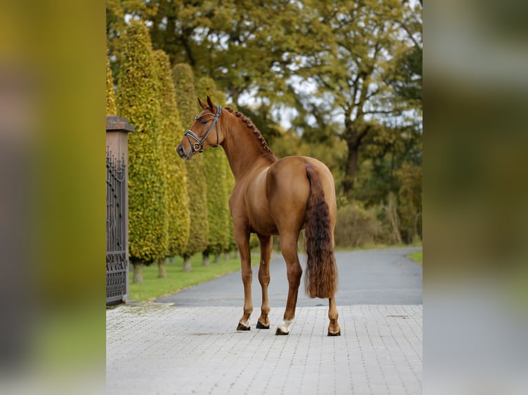 Westfaliano Caballo castrado 4 años 169 cm Alazán in Steinfurt