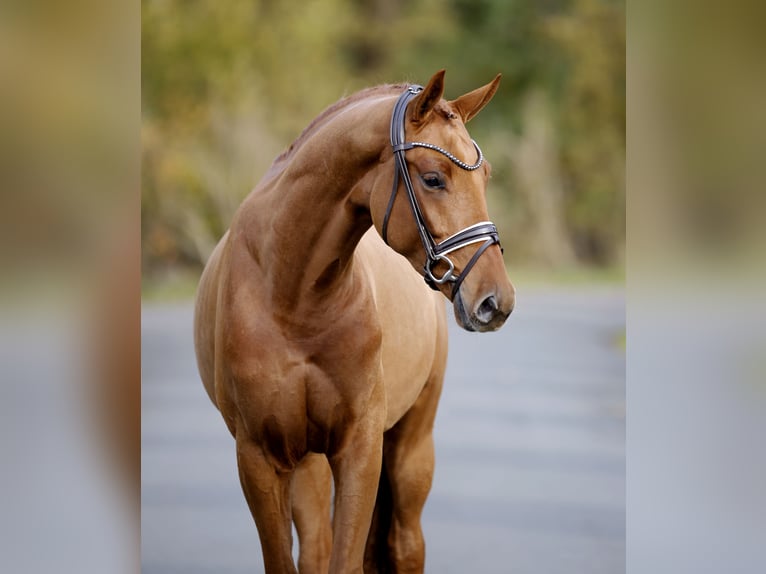 Westfaliano Caballo castrado 4 años 169 cm Alazán in Steinfurt