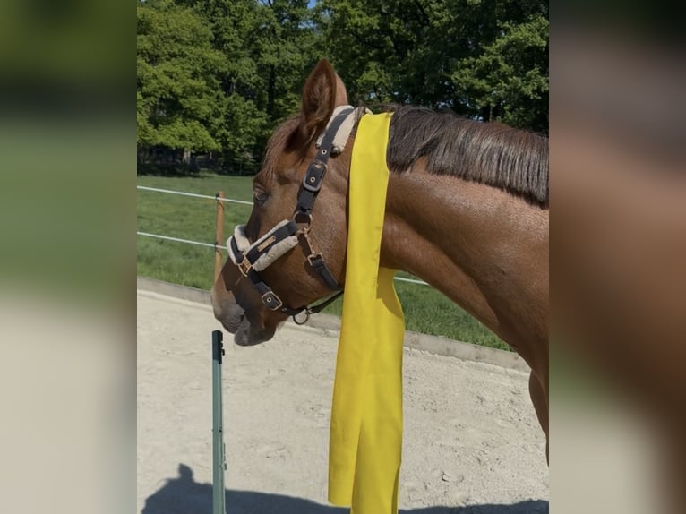 Westfaliano Caballo castrado 4 años 169 cm Alazán in Helvesiek