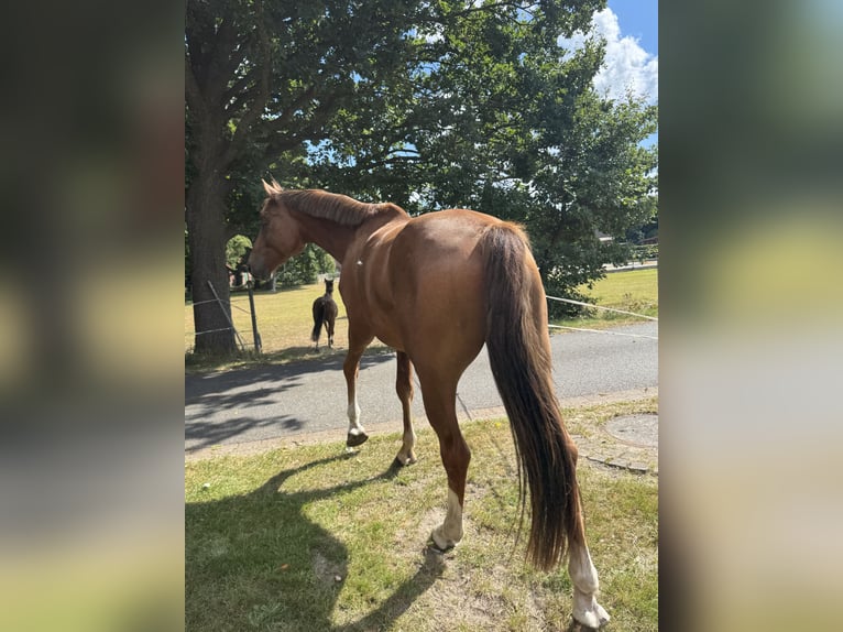 Westfaliano Caballo castrado 4 años 169 cm Alazán in Helvesiek