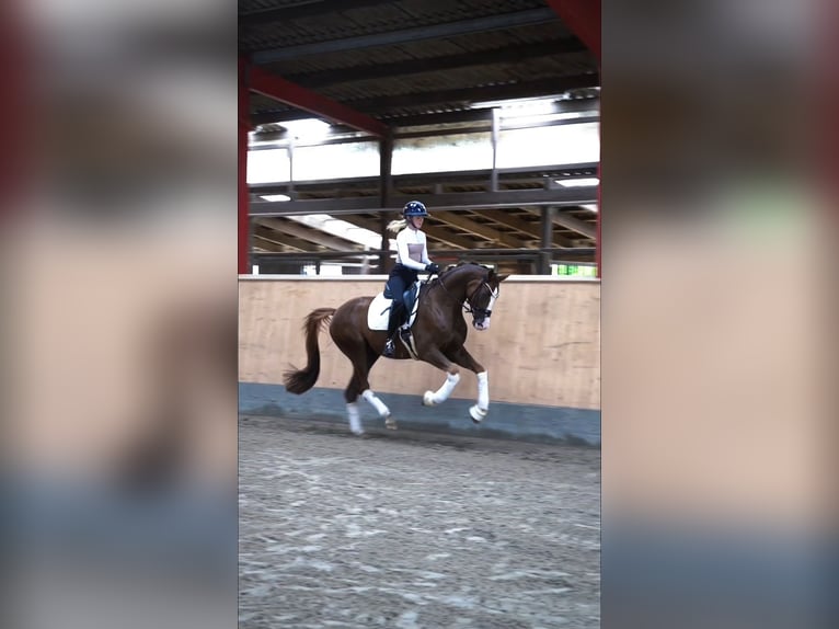 Westfaliano Caballo castrado 4 años 169 cm Alazán-tostado in Hohenfelde