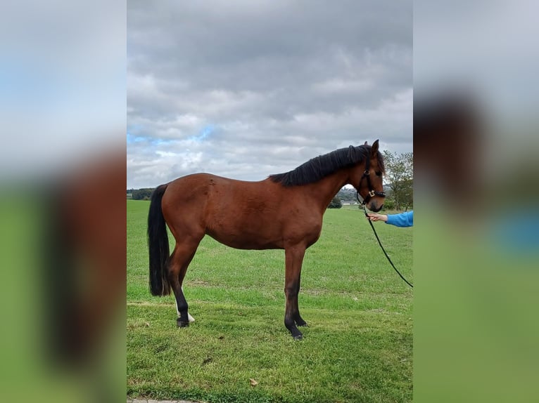 Westfaliano Caballo castrado 4 años 169 cm Castaño in Brilon