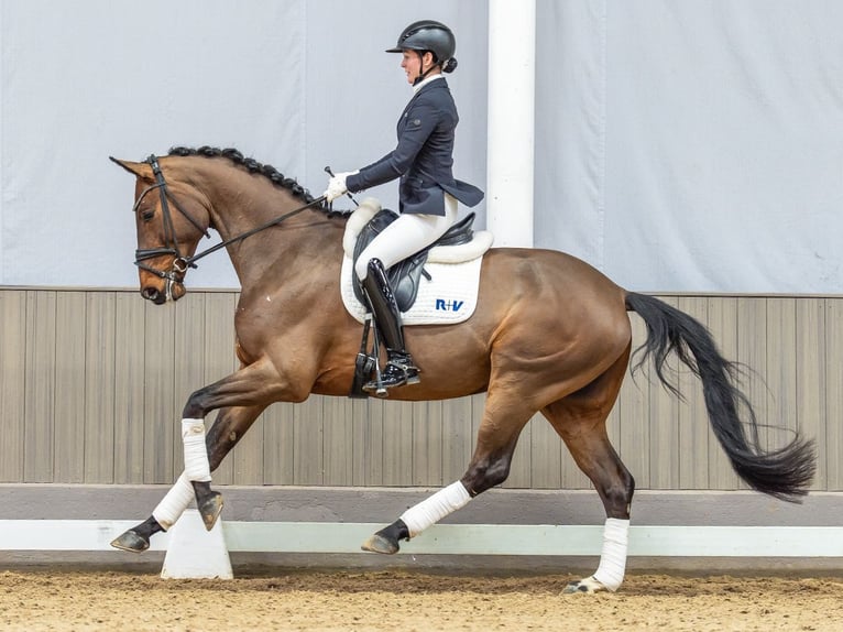 Westfaliano Caballo castrado 4 años 169 cm Castaño in Münster-Handorf