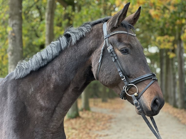 Westfaliano Caballo castrado 4 años 169 cm Castaño in Rees