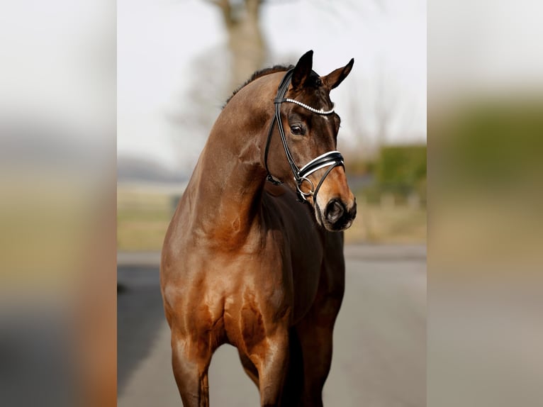 Westfaliano Caballo castrado 4 años 169 cm Castaño oscuro in Vechta