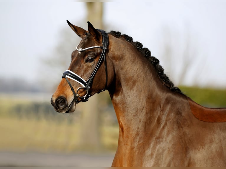 Westfaliano Caballo castrado 4 años 169 cm Castaño oscuro in Vechta