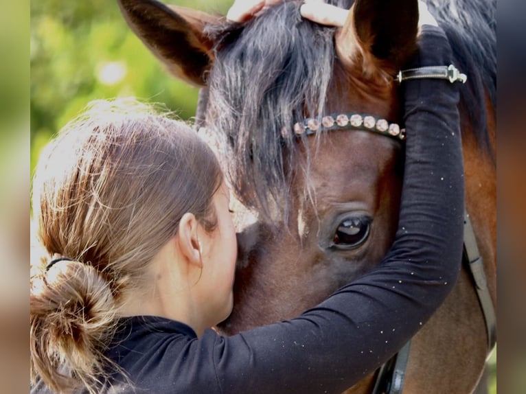 Westfaliano Caballo castrado 4 años 169 cm Castaño oscuro in Erftstadt