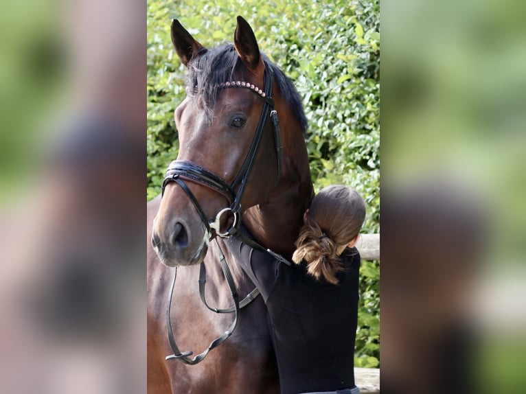 Westfaliano Caballo castrado 4 años 169 cm Castaño oscuro in Erftstadt