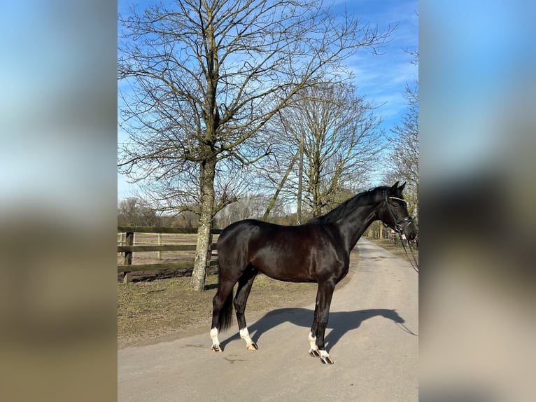 Westfaliano Caballo castrado 4 años 169 cm Negro in Greven