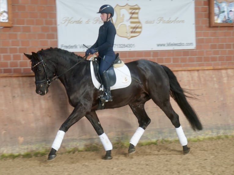 Westfaliano Caballo castrado 4 años 169 cm Negro in Paderborn