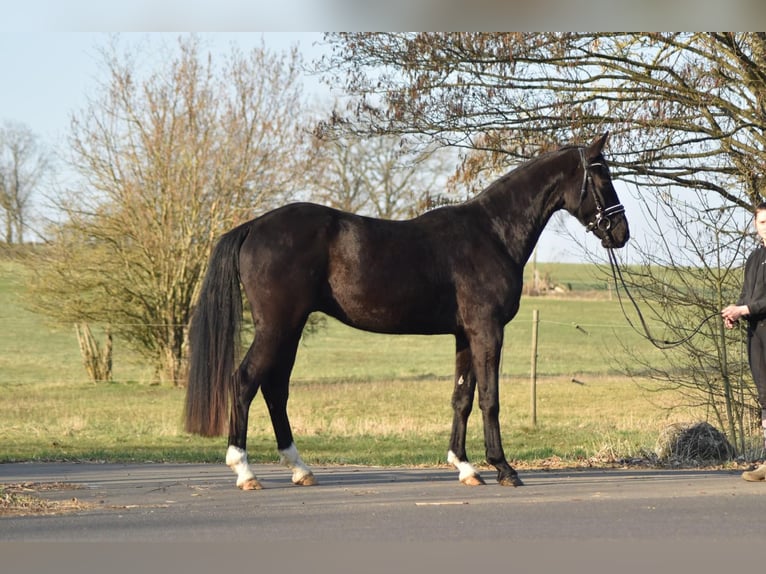 Westfaliano Caballo castrado 4 años 169 cm Negro in Herbstein