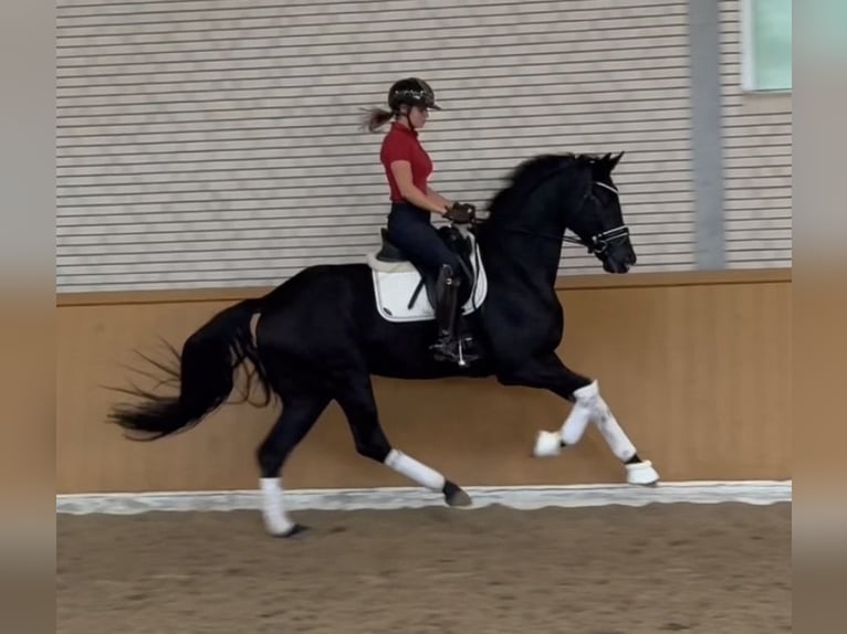 Westfaliano Caballo castrado 4 años 169 cm Negro in Lastrup