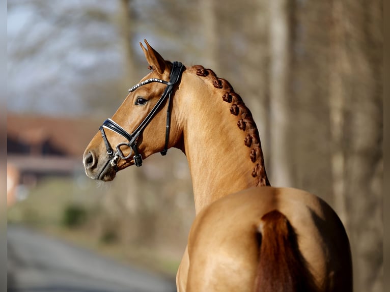 Westfaliano Caballo castrado 4 años 170 cm Alazán in Steinfurt