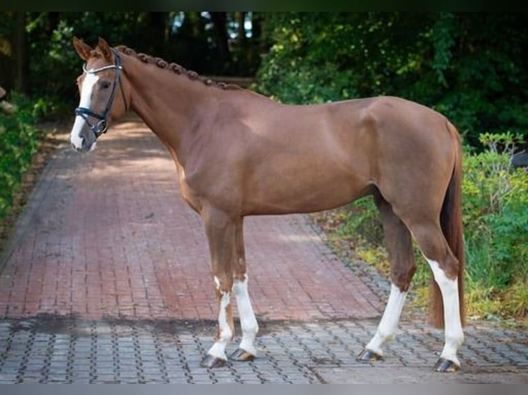 Westfaliano Caballo castrado 4 años 170 cm Alazán in Ankum