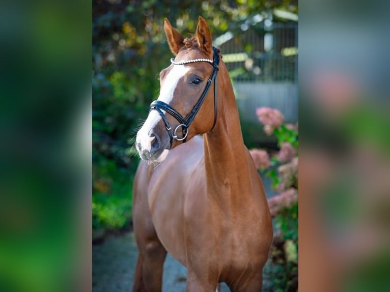 Westfaliano Caballo castrado 4 años 170 cm Alazán in Ankum