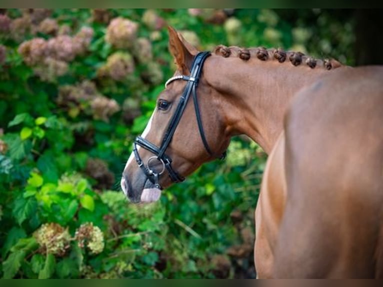 Westfaliano Caballo castrado 4 años 170 cm Alazán in Ankum