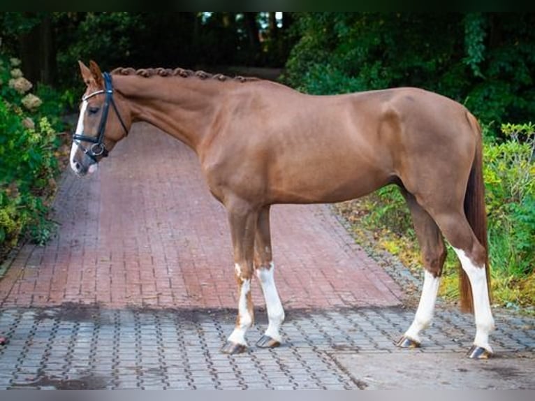 Westfaliano Caballo castrado 4 años 170 cm Alazán in Ankum