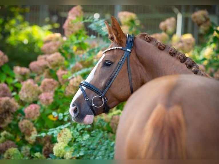 Westfaliano Caballo castrado 4 años 170 cm Alazán in Ankum