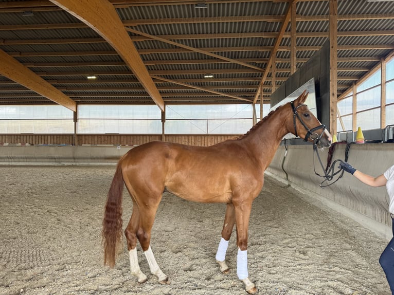 Westfaliano Caballo castrado 4 años 170 cm Alazán in Königheim