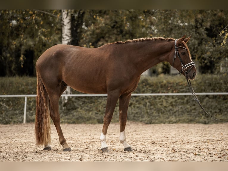 Westfaliano Caballo castrado 4 años 170 cm Alazán-tostado in Hockenheim