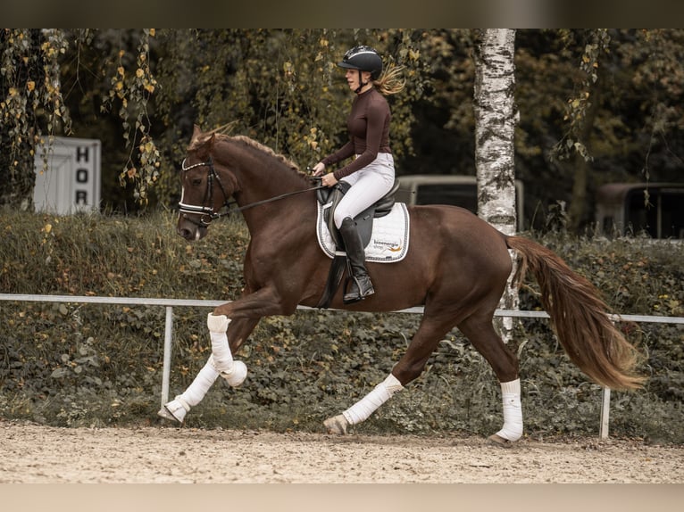Westfaliano Caballo castrado 4 años 170 cm Alazán-tostado in Hockenheim