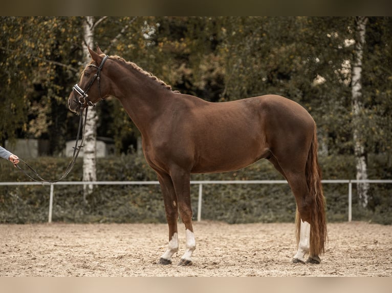 Westfaliano Caballo castrado 4 años 170 cm Alazán-tostado in Hockenheim