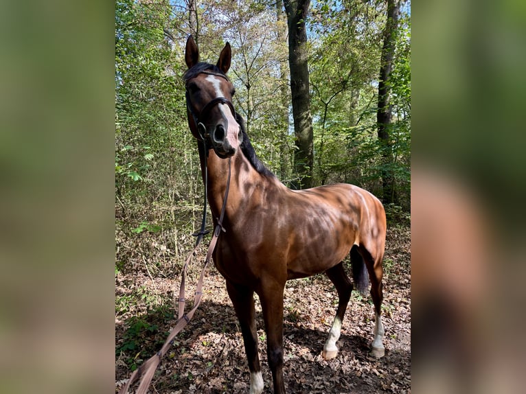 Westfaliano Caballo castrado 4 años 170 cm Castaño in Köln