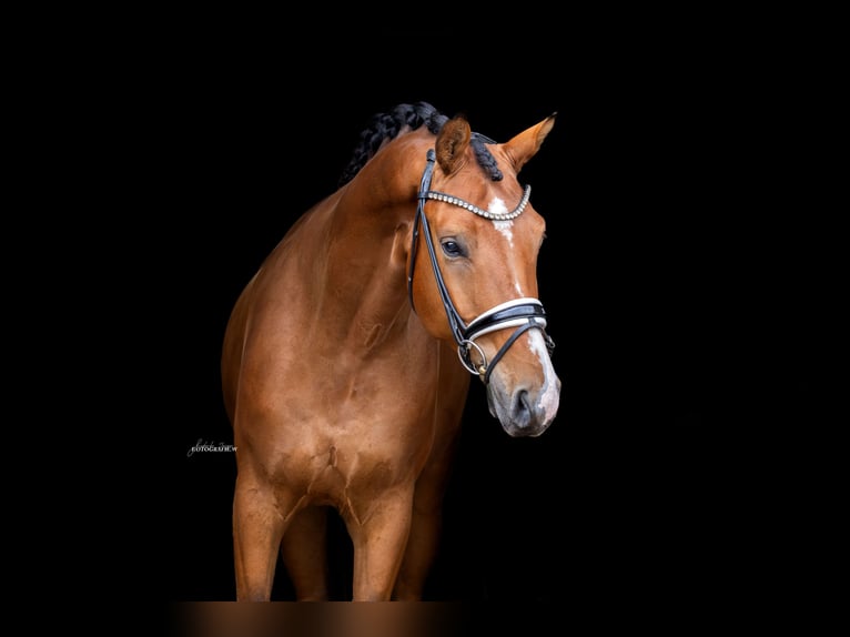 Westfaliano Caballo castrado 4 años 170 cm Castaño in Lehrberg