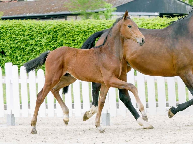 Westfaliano Caballo castrado 4 años 170 cm Castaño in Lüneburg