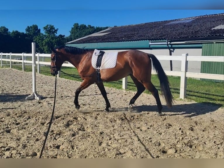 Westfaliano Caballo castrado 4 años 170 cm Castaño in Selm