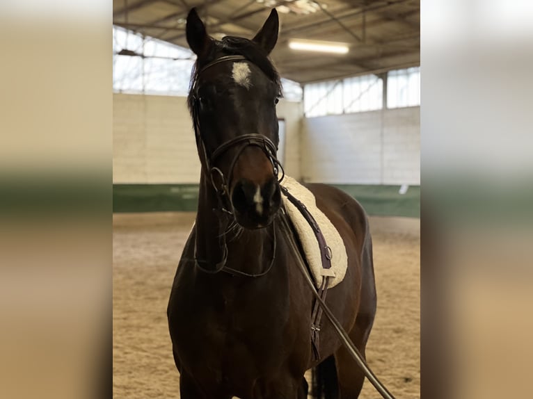 Westfaliano Caballo castrado 4 años 170 cm Castaño oscuro in Bruchmühlbach-Miesau