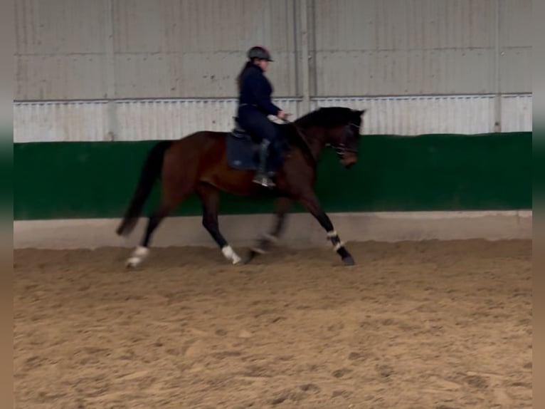 Westfaliano Caballo castrado 4 años 170 cm Castaño oscuro in Bruchmühlbach-Miesau