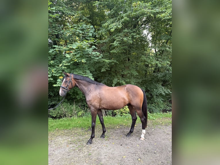 Westfaliano Caballo castrado 4 años 170 cm Castaño oscuro in Wilhelmshaven