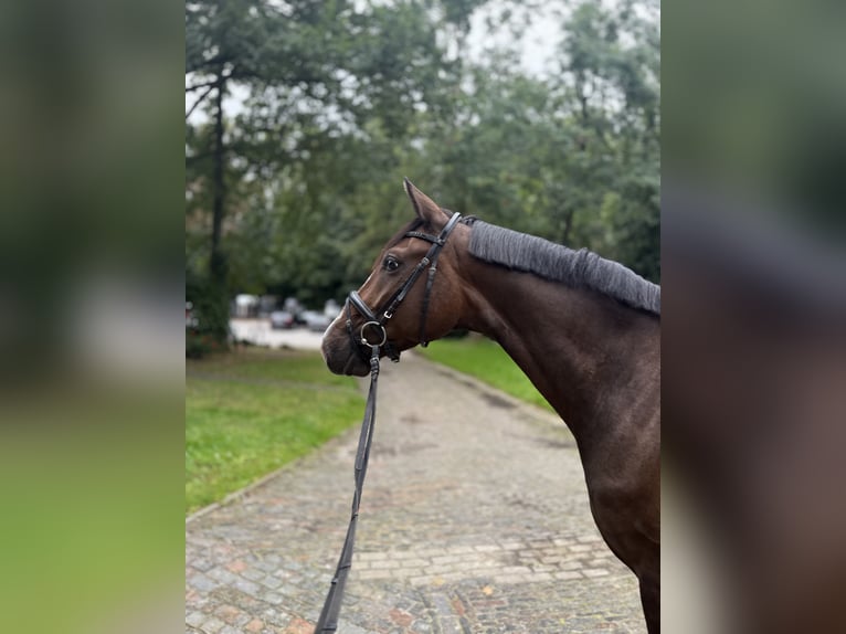 Westfaliano Caballo castrado 4 años 170 cm Castaño oscuro in Wilhelmshaven